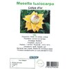 Bananier Lotus d'or Musella lasiocarpa pot 10 L hauteur 70-80 cm Rustique -10 -15 °C-la jardinerie de pessicart nice 06