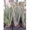 Aloe vera - taille M Pot 12-14 cm - Hauteur 25-30 cm-la jardinerie de pessicart nice 06