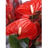 Anthurium - Pot 12 cm - Hauteur 30-40 cm - rouge vif-la jardinerie de pessicart nice 06