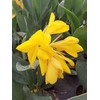 Canna Lemon Punch Pot 3 litres - peut atteindre 90 à 110 cm  de hauteur et 60 à 75 cm de largeur fleur jaune feuillage bleu-vert-la jardinerie de pessicart nice 06