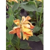 Canna Maui Punch Pot 3 litres - fleurs jaunes rayonnantes couvertes de taches rouge-orange-la jardinerie de pessicart nice 06