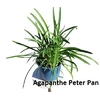 Agapanthe Peter Pan c2-la jardinerie de pessicart nice 06