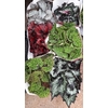 Bégonia Rex feuillage coloré pot 13 cm-la jardinerie de pessicart nice 06