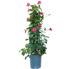 Dipladénia tuteur pyramidale hauteur 60-70 cm pot de 3 litres - rose-La jardierie de pessicart