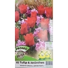 Sacs 15 bulbes Tulipes + Jacinthes-la jardinerie de pessicart nice 06