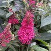 Butterfly Candy Ruby pot 3 litres-la jardinerie de pessicart nice 06