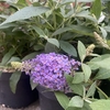 Butterfly Candy Purple . pot de 3 litres-la jardinerie de pessicart nice 06
