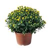 Chrysanthèmes pomponette - Pot Ø 20 cm fleurs jaunes-La jardinerie de Pessicart Nice