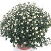 Chrysanthèmes pomponette - Pot Ø 20 cm fleurs blanches-la jardinerie de pessicart nice 06