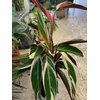 calathea trio