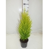 CUPRESSUS GOLD CREST POT 13 LA JARDINERIE DE PESSICART NICE (06)
