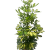 SCHEFFLERA POT 17 LA JARDINERIE DE PESSICART NICE (06)