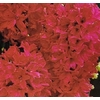Jacinthes rouge La jardinerie de pessicart 06100 nice
