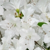 Azalée japonica blanc - la jardinerie de pessicart nice 06