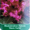 Rhododendron MARIE FORTIE