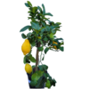 Citronnier (Citrus limon) - Pot de Ø 20 cm - Hauteur 6070 cm avec fleurs et fruits