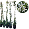 Jasmin étoilé odorant rhyncospermum - Pot de 3 Litres - Hauteur 170-180cm-la jardinerie de pessicart nice 06
