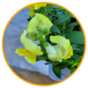 muflier jaune-la jardinerie de pessicart nice 06