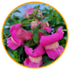muflier rose-la jardinerie de pessicart nice 06
