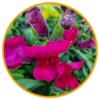 muflier fuchsia-la jardinerie de pessicart nice 06