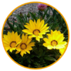 gazania jaune-la jardinerie de pessicart nice 06