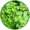 persil plat P14 cm - la jardinerie de pessicart nice 06