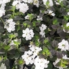 Lanatana Sellowiana - Pot Ø 14 (1.5L) - Blanc - la jardinerie de pessicart nice 06