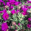 Ficoides Pot Ø14 (1.5L) - en fleur violet - la jardinerie de pessicart nice 06