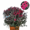 Leptospermum pot de 5 litres - la jardinerie de pessicart nice 06