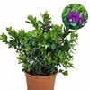 Polygala - Pot 5 litres - Hauteur 40-50 cm - En boutons et fleurs - la jardinerie de pessicart nice 06