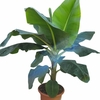 Bananier Musa acuminata Cavendish  - Pot Ø 30 - Hauteur 120 cm wizi - la jardinerie de pessicart nice 06
