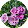 Œillets - Pot 14 cm - Pink Kisses wizi - la jardinerie de pessicart nice 06