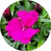 Œillet - Pot 14 cm - Kaori fuchsia wizi - la jardinerie de pessicart nice 06