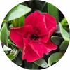 Œillet - Pot 14 cm - Kaori rouge wizi - la jardinerie de pessicart nice 06