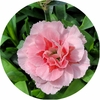 Œillet - Pot 14 cm - Rose pâle wizi - la jardinerie de pessicart nice 06