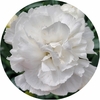 Œillets - Pot 14 cm - Blanc wizi - la jardinerie de pessicart nice 06