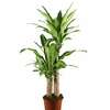 Dracéna  Marginata - Pot 17 cm - 2 pieds Hauteur 50-85 cm wizi - la jardinerie de pessicart nice 06