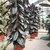 Ficus Elastica Abidjan pot Ø 25 cm hauteur 150-180 cm wizi - la jardinerie de pessicart nice 06