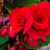 Bégonia Pot 14 cm - rouge wizi - la jardinerie de pessicart nice 06