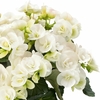 Bégonia Pot 14 cm - Blanc wizi - la jardinerie de pessicart nice 06
