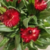 Immortelle - Pot Ø 14 cm - Fleurs rouge wizi - la jardinerie de pessicart nice 06