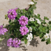 Lanatana Sellowiana  - Pot Ø 14 (1.5L) - bicolor Blanc et violet wizi - la jardinerie de pessicart nice 06