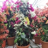 Bougainvillea  Californiana pot 3 litres - hauteur 90-100 cm - bi-color wizi - la jardinerie de pessicart nice 06