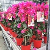 Bougainvillea  Californiana pot 3 litres - hauteur 100 cm - rose wizi - la jardinerie de pessicart nice 06