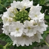 Verveine des jardins Pot Ø 14 cm blanc wizi - la jardinerie de pessicart nice 06