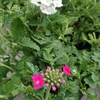 Verveine des jardins Pot Ø 14 cm fleur bicolor rose et blanc - la jardinerie de pessicart nice 06 (1)