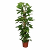 Pothos Epipremnum aureum sur colonne - Hauteur 150-180 cm - Pot Ø 24 cm la jardinerie de pessicart nice 06 (1)