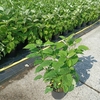 Hydrangea arborescens Annabelle c3 la jardinerie de pessicart nice 06