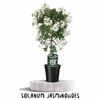 Solanum Jasminoiides la jardinerie de pessicart nice 06 (1)