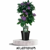Heliotropium wizi - la jardinerie de pessicart nice 06 (1)